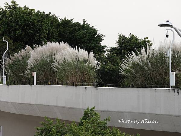 －＞秋天賞芒--- 今年台中中央公園的芒花開得特別好...