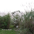 DSC00336.JPG