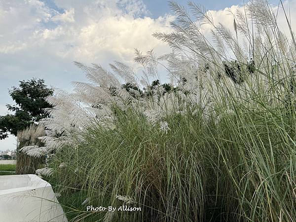 －＞秋天賞芒--- 今年台中中央公園的芒花開得特別好...