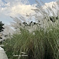IMG_5710.JPG