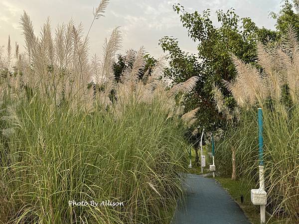 －＞秋天賞芒--- 今年台中中央公園的芒花開得特別好...