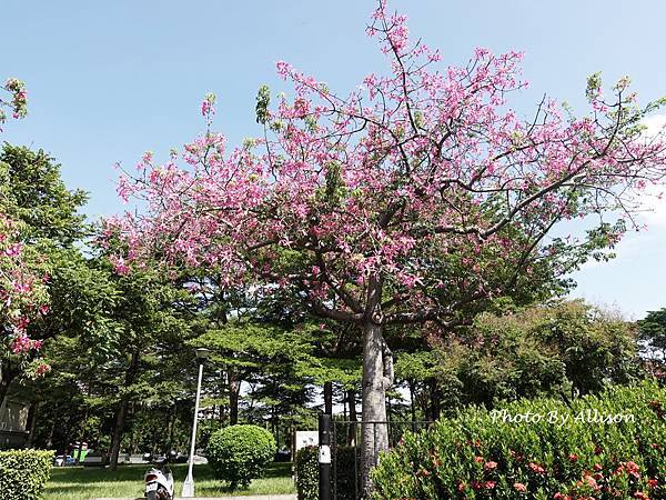 －＞2024全台罕見白花美人樹已經滿開，盛開中宛如白雪覆蓋 