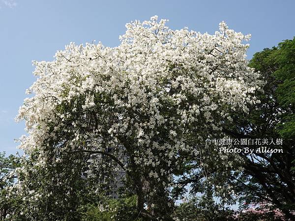 －＞2024全台罕見白花美人樹已經滿開，盛開中宛如白雪覆蓋 