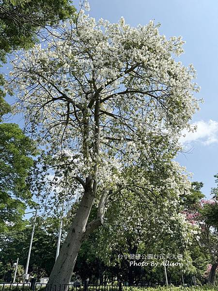 －＞2024全台罕見白花美人樹已經滿開，盛開中宛如白雪覆蓋 