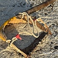 IMG_4847.JPG