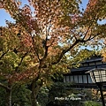 IMG_6987.JPG