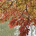 IMG_9039.JPG