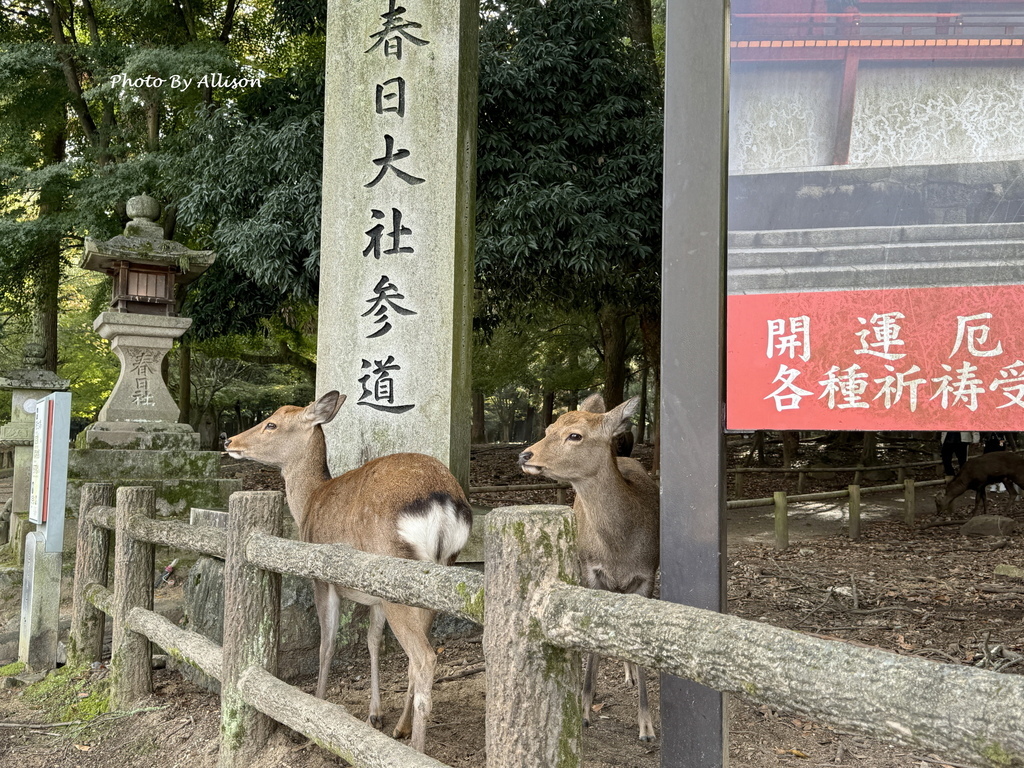 －＞11/10初抵奈良－＞11/11奈良公園－＞萌翻了的奈良