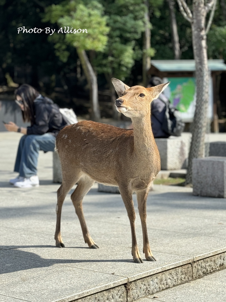 －＞11/10初抵奈良－＞11/11奈良公園－＞萌翻了的奈良