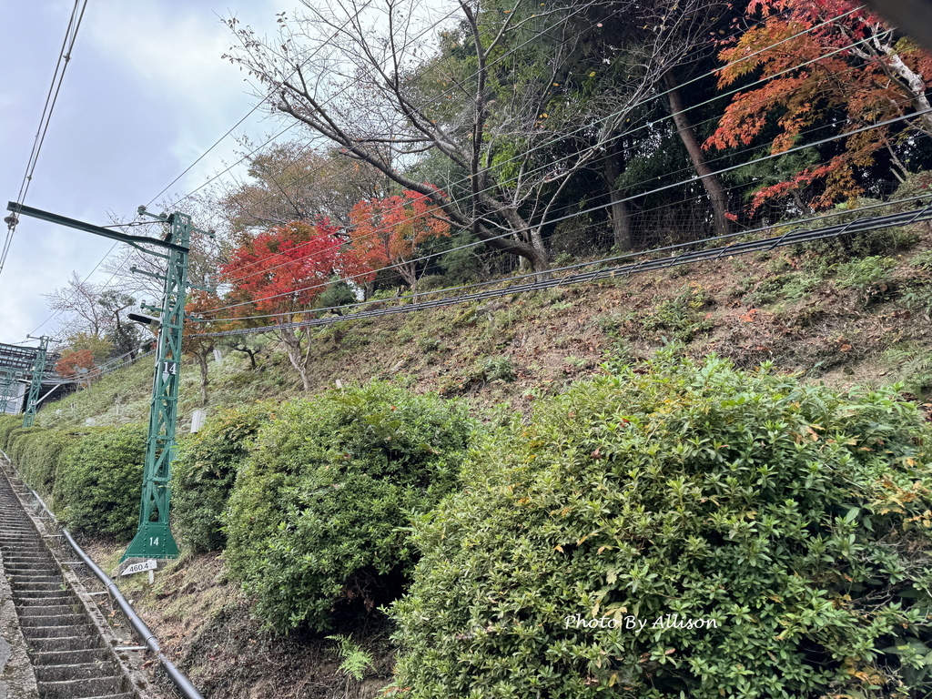 －＞再把楓紅擁滿懷2024京都賞楓－成相寺