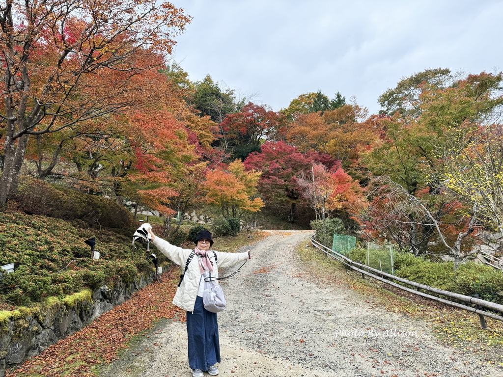－＞再把楓紅擁滿懷2024京都賞楓－成相寺