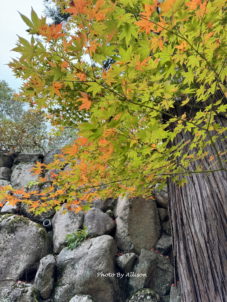 －＞再把楓紅擁滿懷2024京都賞楓－成相寺