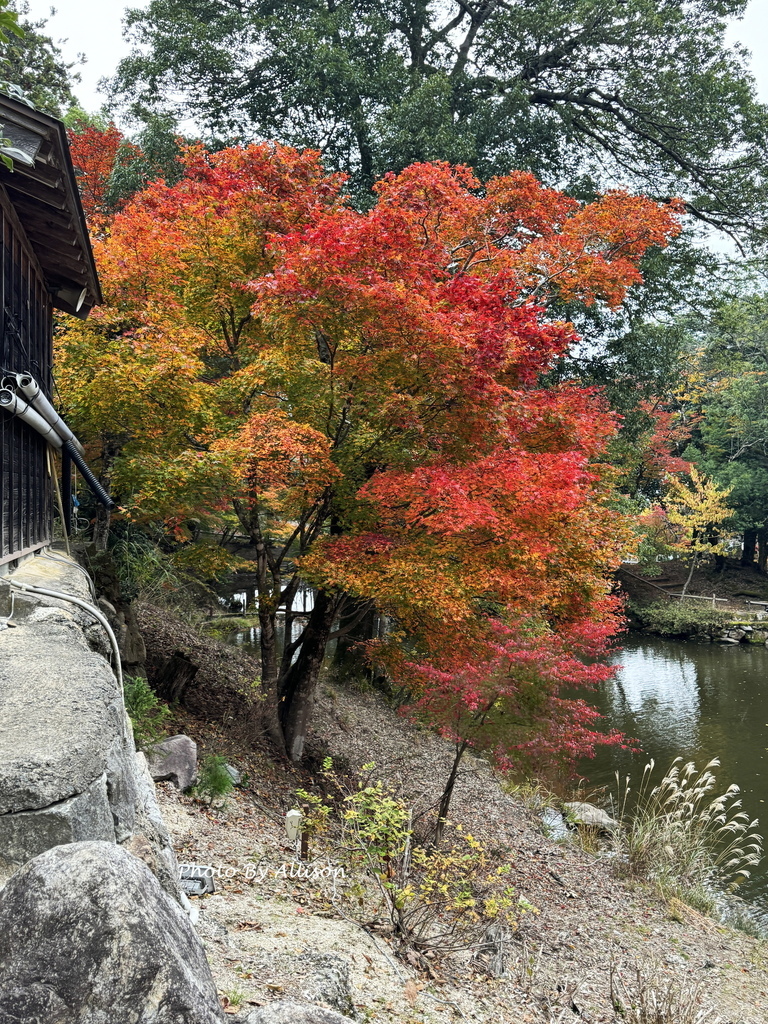 －＞再把楓紅擁滿懷2024京都賞楓－成相寺
