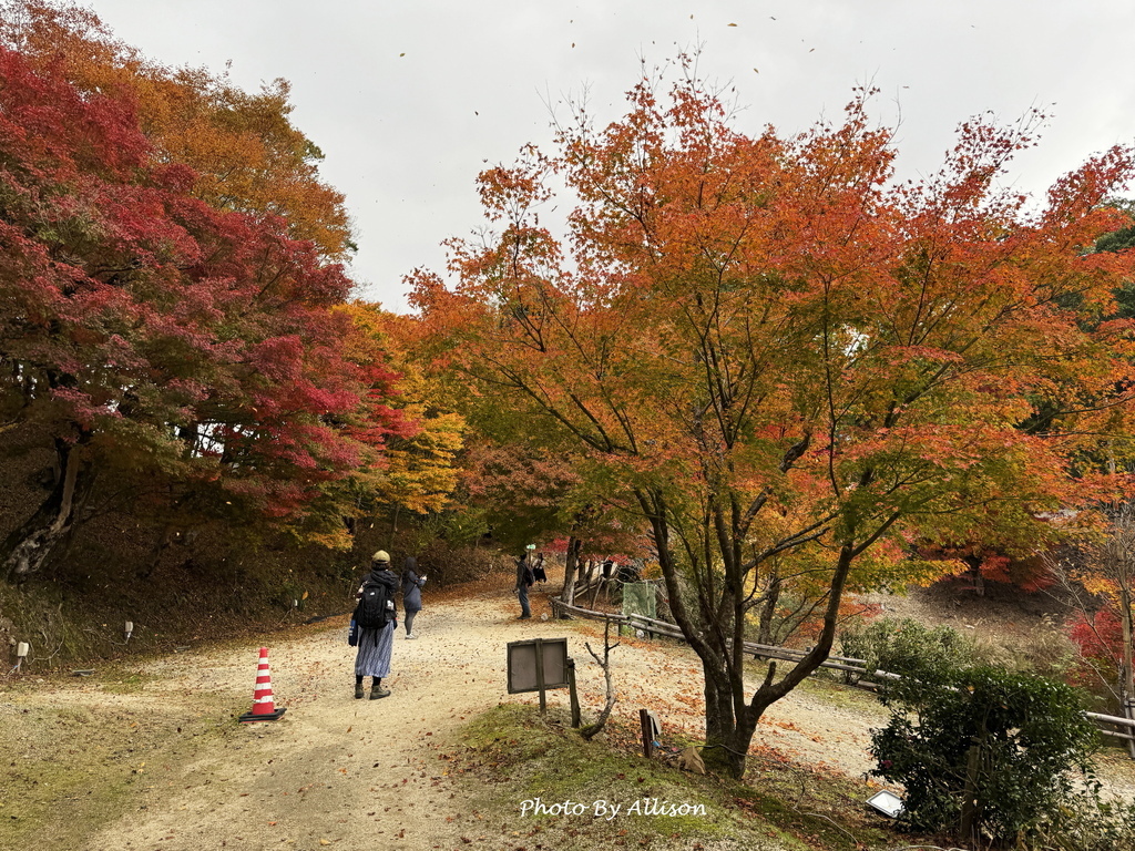 －＞再把楓紅擁滿懷2024京都賞楓－成相寺