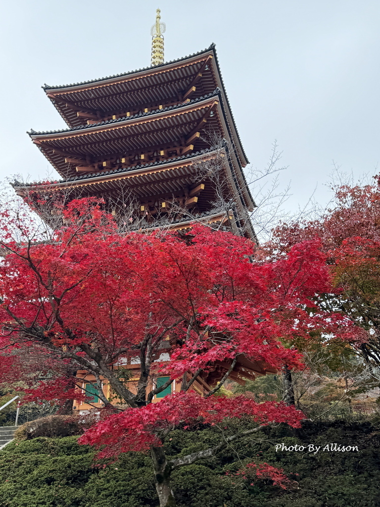 －＞再把楓紅擁滿懷2024京都賞楓－成相寺