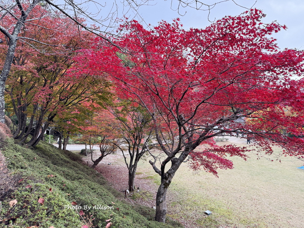 －＞再把楓紅擁滿懷2024京都賞楓－成相寺
