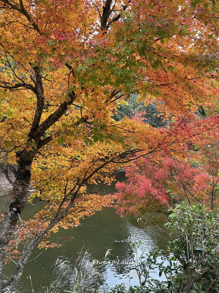 －＞再把楓紅擁滿懷2024京都賞楓－成相寺