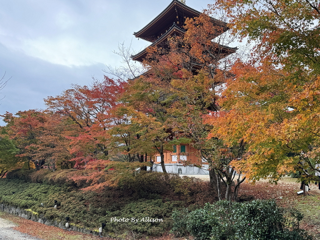 －＞再把楓紅擁滿懷2024京都賞楓－成相寺