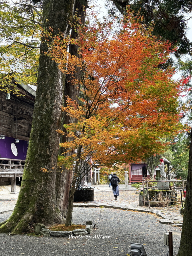－＞再把楓紅擁滿懷2024京都賞楓－成相寺