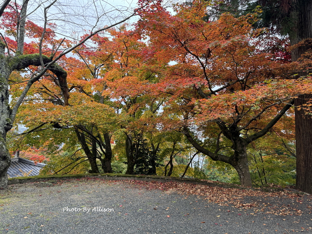 －＞再把楓紅擁滿懷2024京都賞楓－成相寺