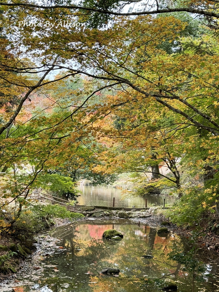 －＞再把楓紅擁滿懷2024京都賞楓－成相寺