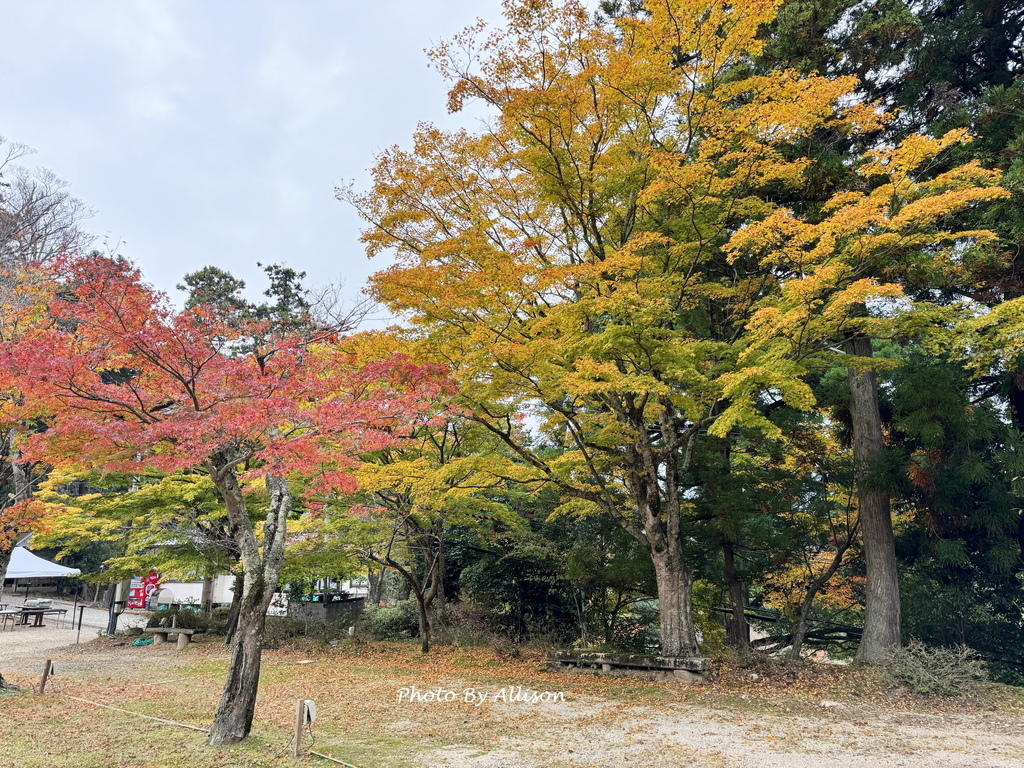 －＞再把楓紅擁滿懷2024京都賞楓－成相寺