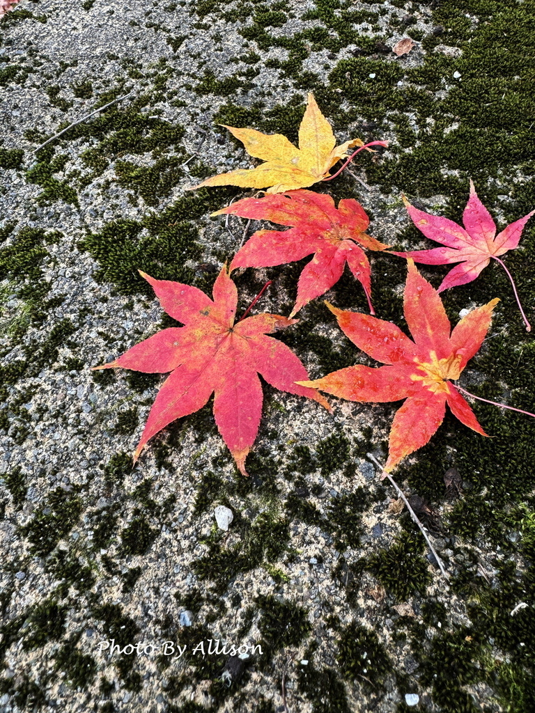 －＞再把楓紅擁滿懷2024京都賞楓－成相寺