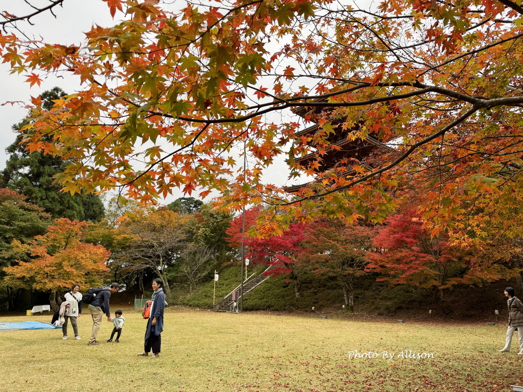 －＞再把楓紅擁滿懷2024京都賞楓－成相寺
