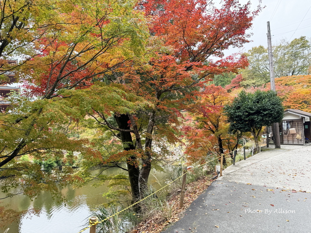 －＞再把楓紅擁滿懷2024京都賞楓－成相寺