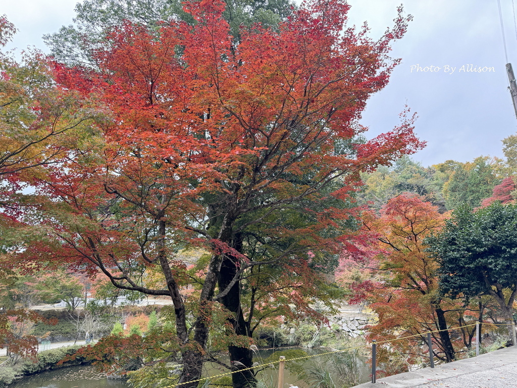 －＞再把楓紅擁滿懷2024京都賞楓－成相寺