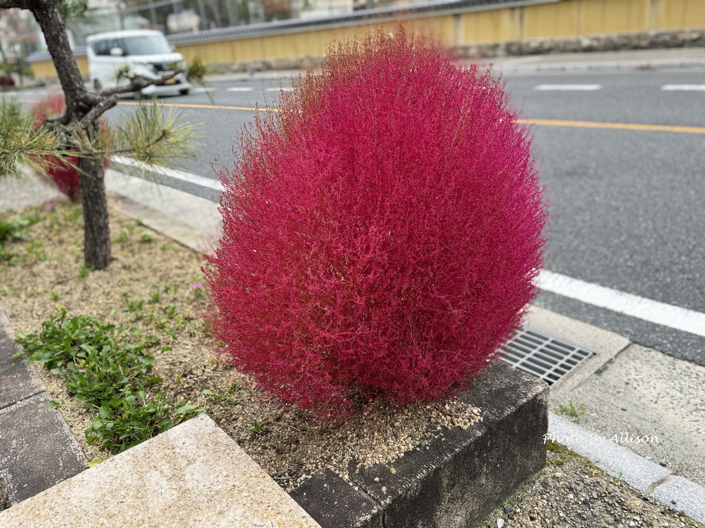 －＞再把楓紅擁滿懷2024京都賞楓－成相寺
