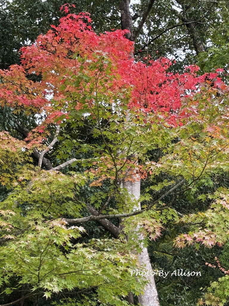 －＞2024奈良賞楓－依水園