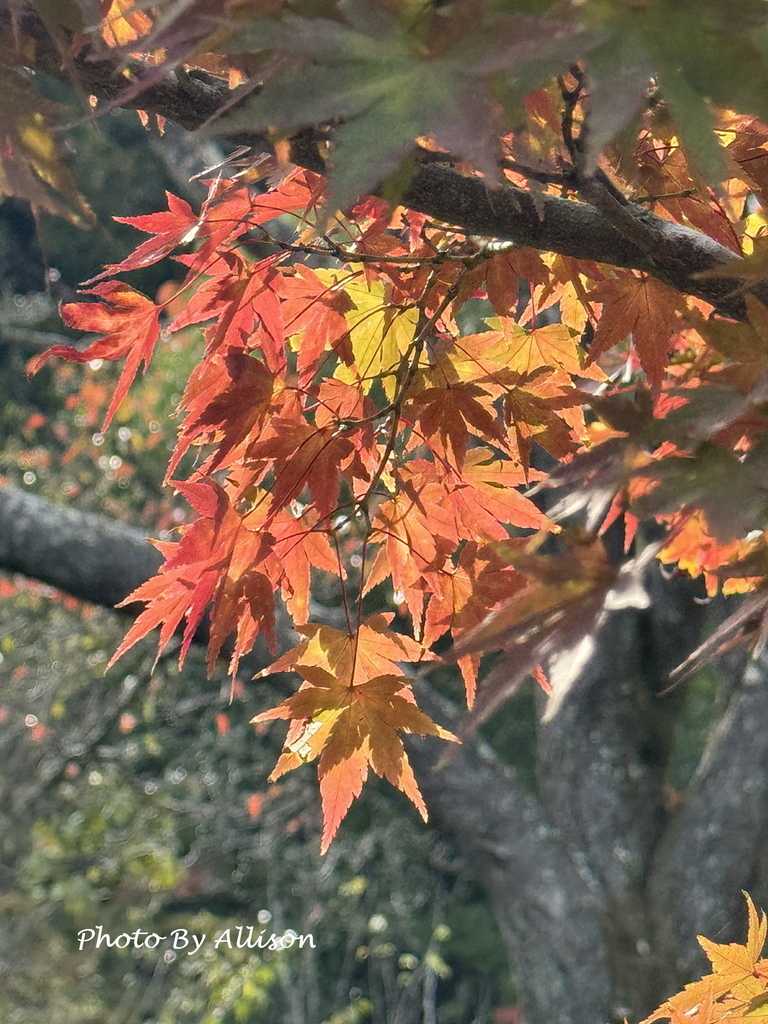 －＞2024奈良賞楓－依水園