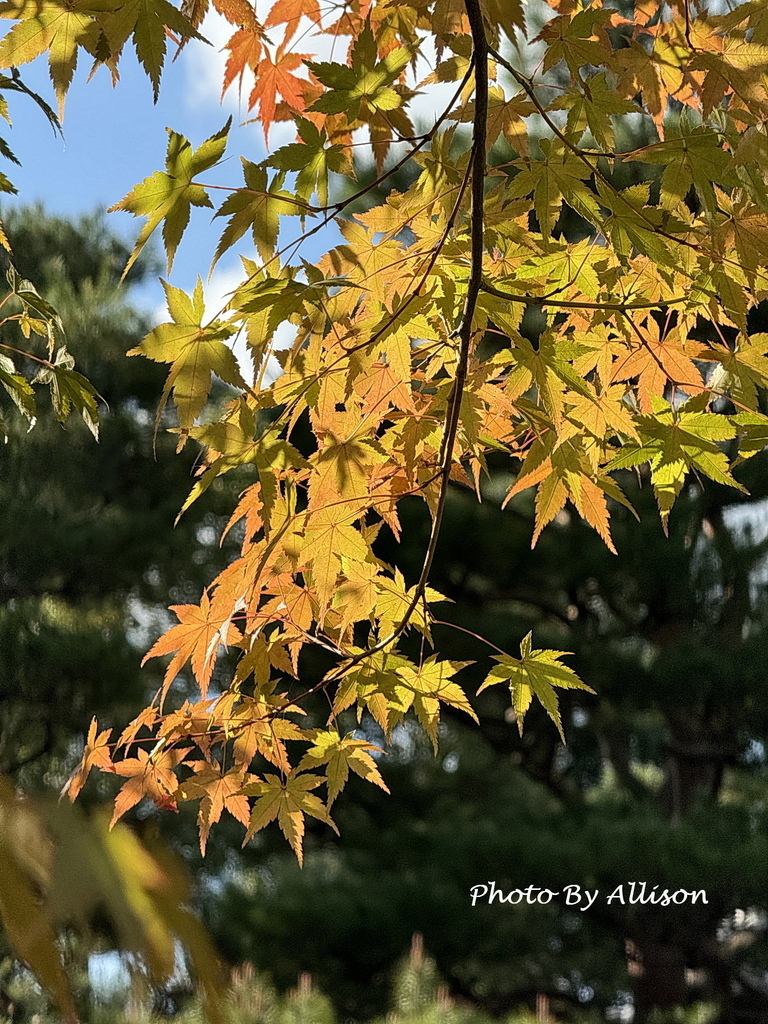 －＞2024奈良賞楓 －走進Yoshikien Garden