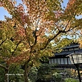 IMG_6987.JPG