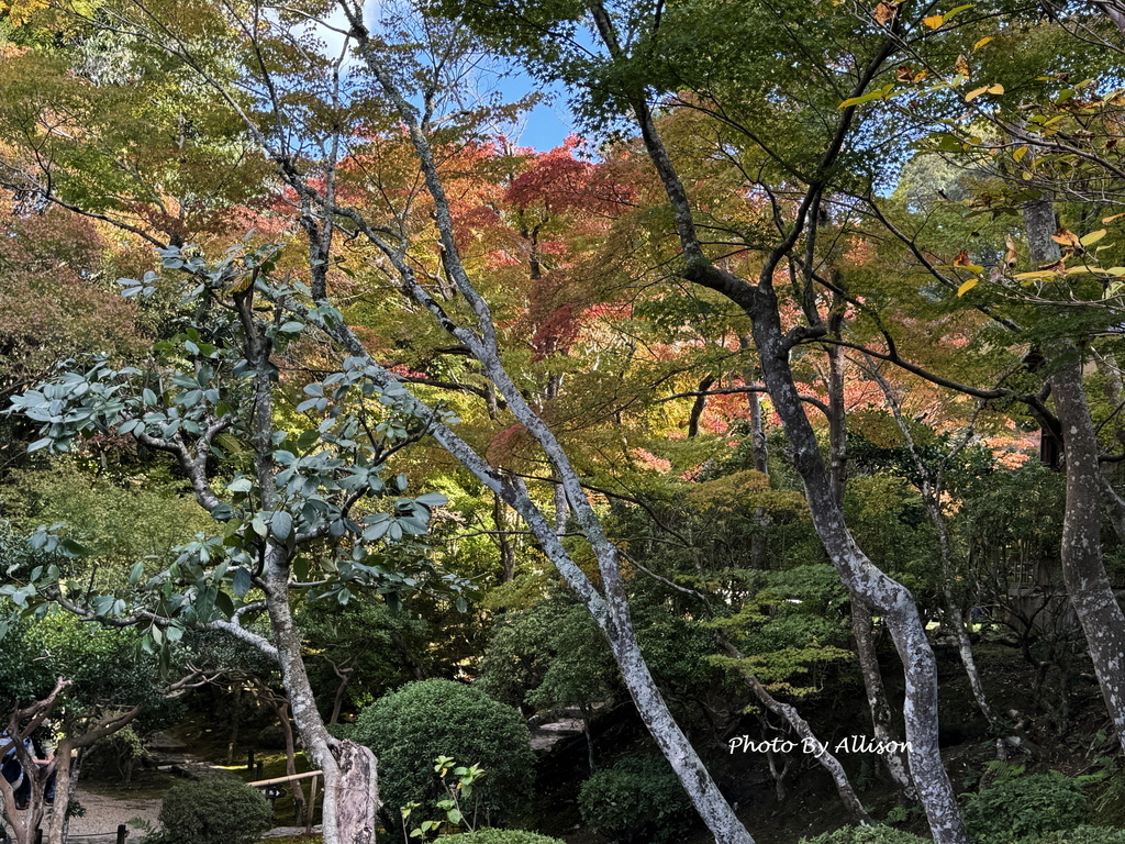 －＞2024奈良賞楓 －走進Yoshikien Garden