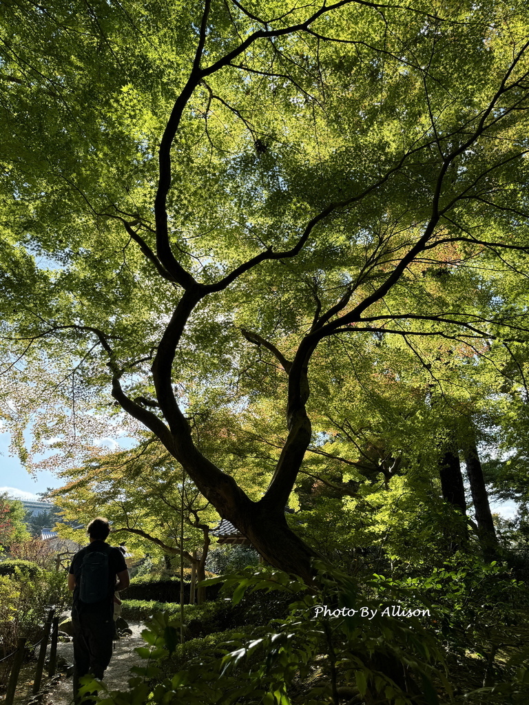 －＞2024奈良賞楓 －走進Yoshikien Garden