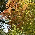 IMG_7020.JPG