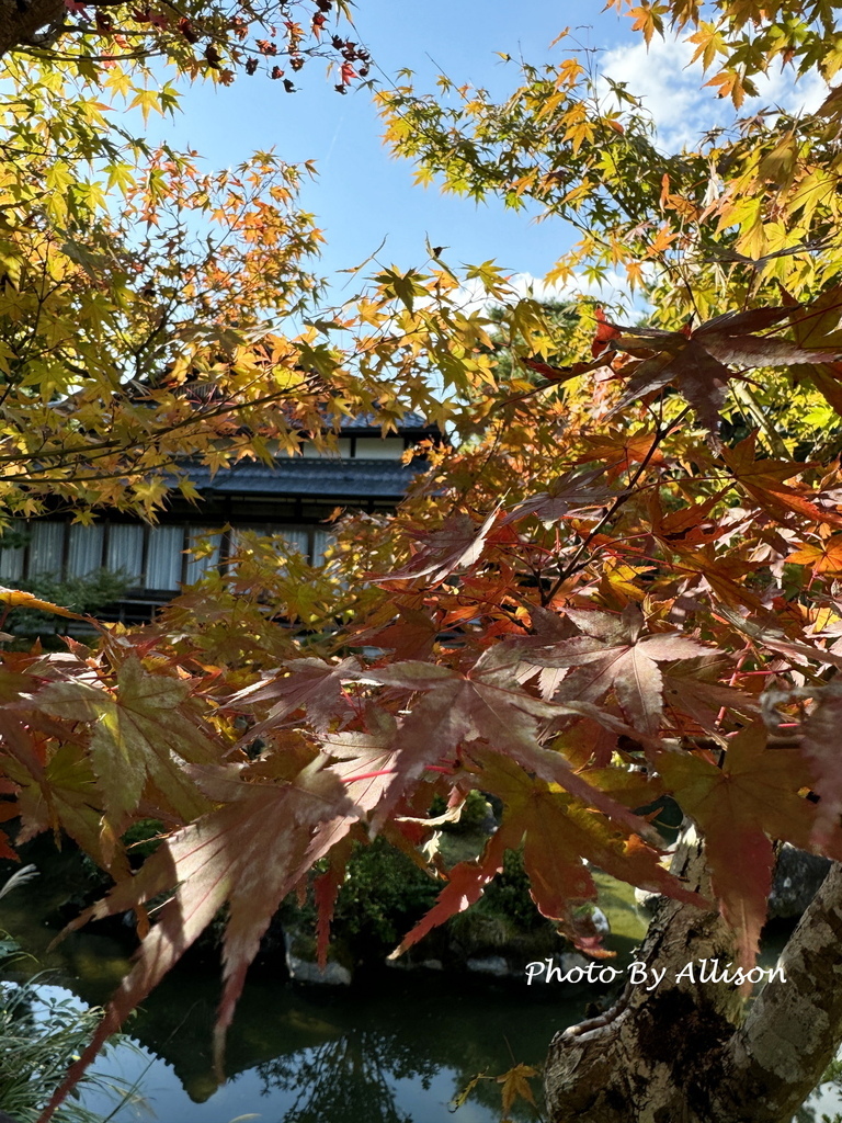 －＞2024奈良賞楓 －走進Yoshikien Garden