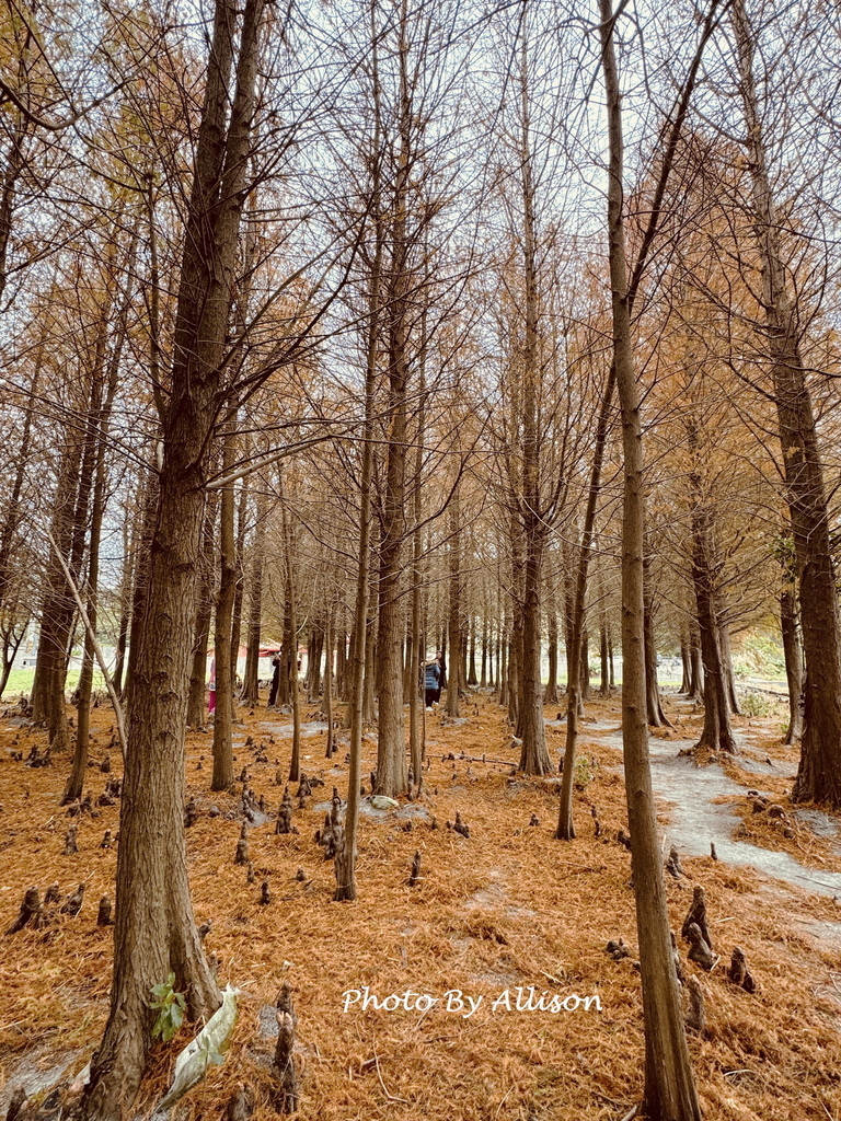 －＞【苗栗景點】三義土地公 落羽松林