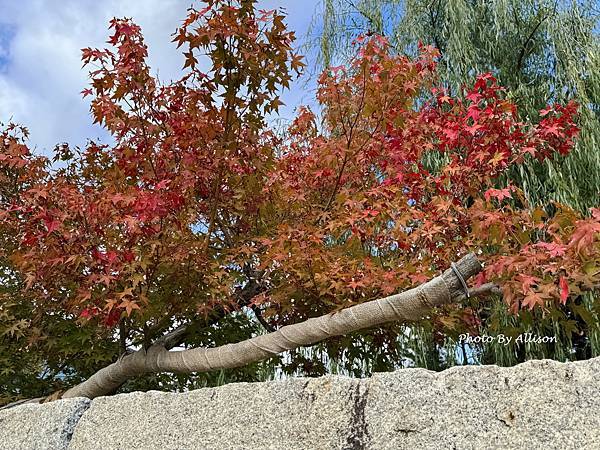 IMG_9793.JPG