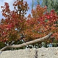 IMG_9793.JPG