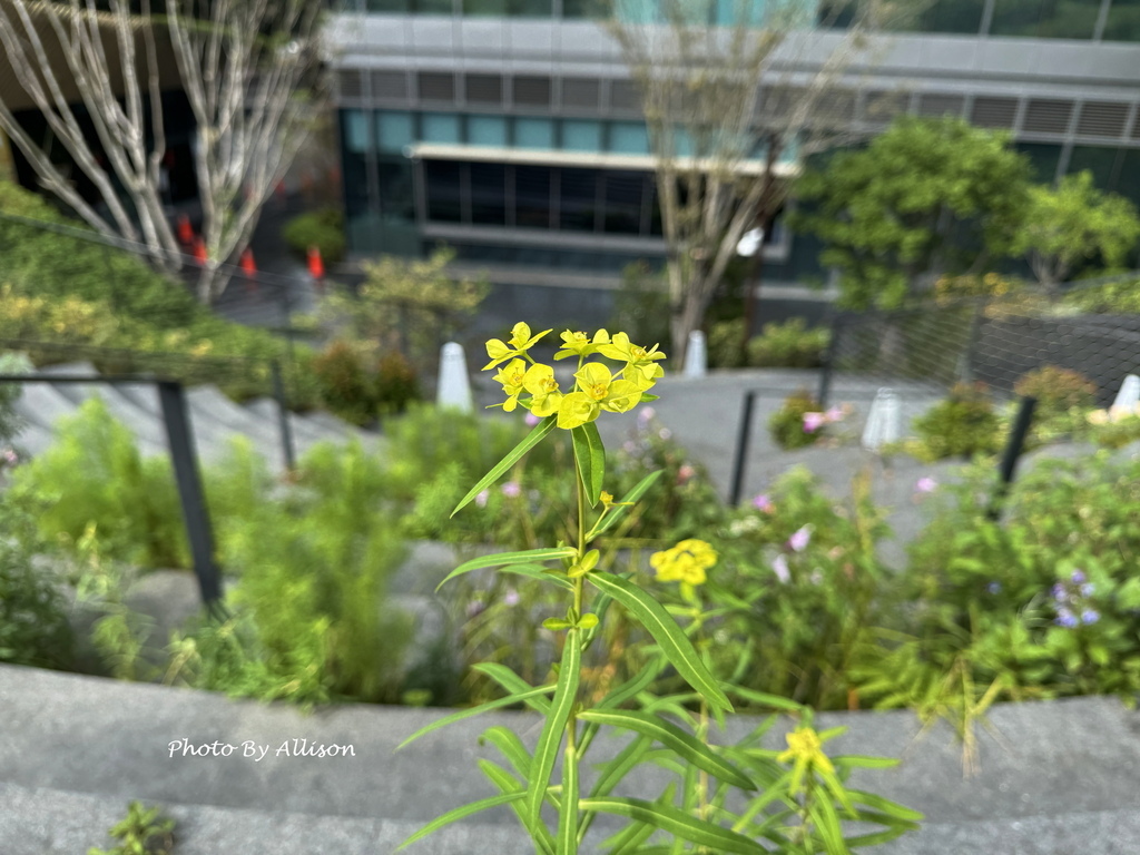 －＞台中  勤美術館 開幕 VS 開幕首展