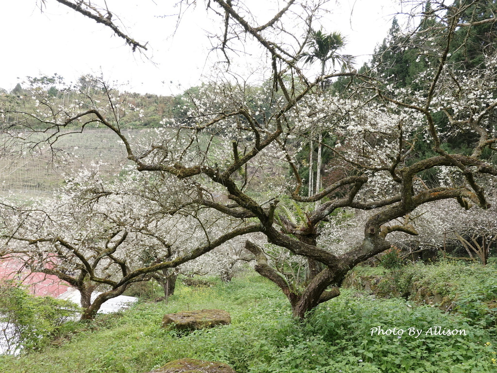 －＞南投信義鄉梅花開了…搶先看；烏松崙石家梅園+牛稠坑咖啡驛