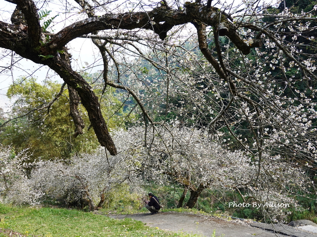 －＞南投信義鄉梅花開了…搶先看；烏松崙石家梅園+牛稠坑咖啡驛