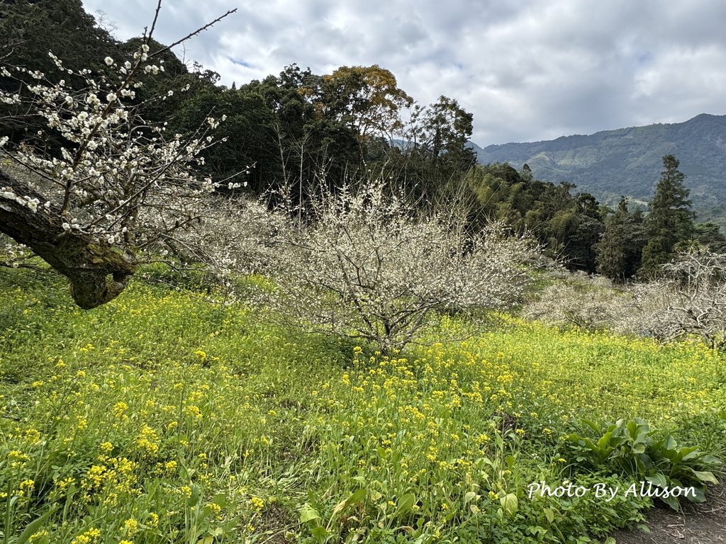 －＞南投信義鄉梅花開了…搶先看；烏松崙石家梅園+牛稠坑咖啡驛