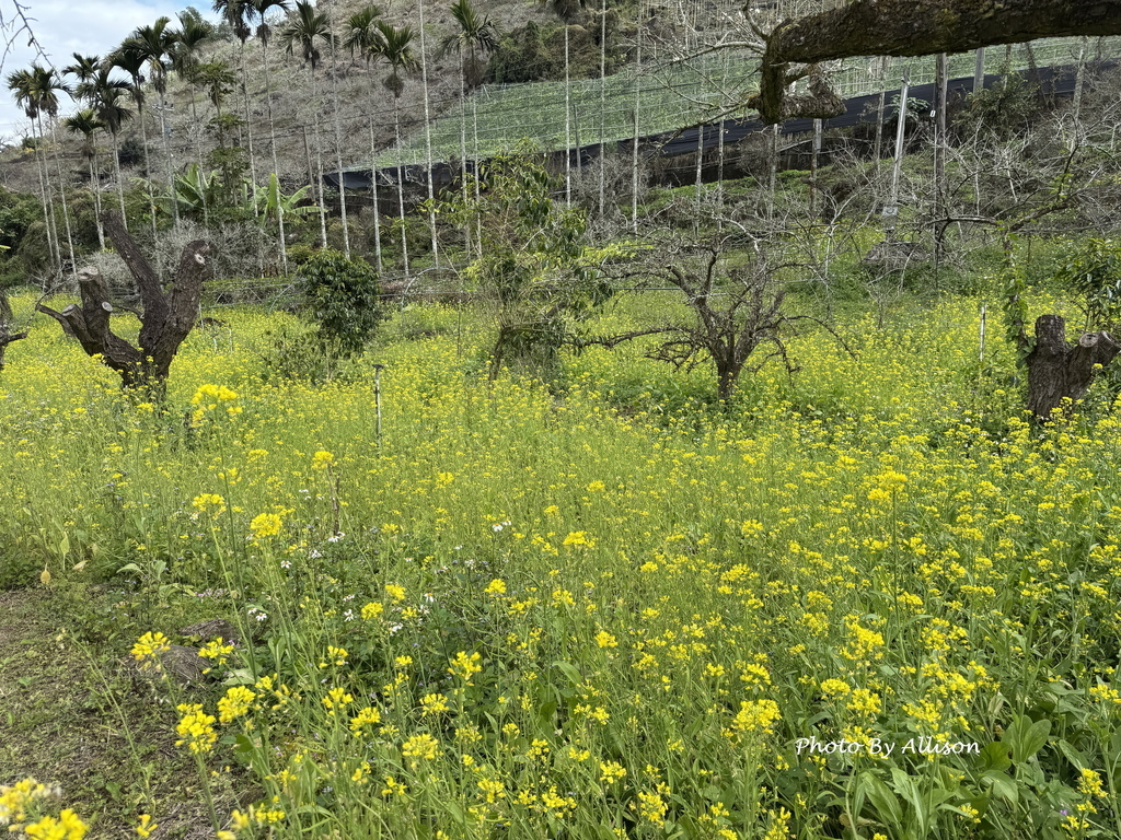 －＞南投信義鄉梅花開了…搶先看；烏松崙石家梅園+牛稠坑咖啡驛