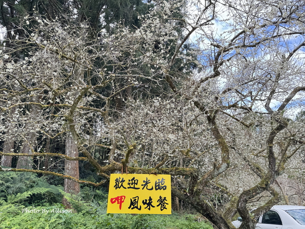 －＞南投信義鄉梅花開了…搶先看；烏松崙石家梅園+牛稠坑咖啡驛