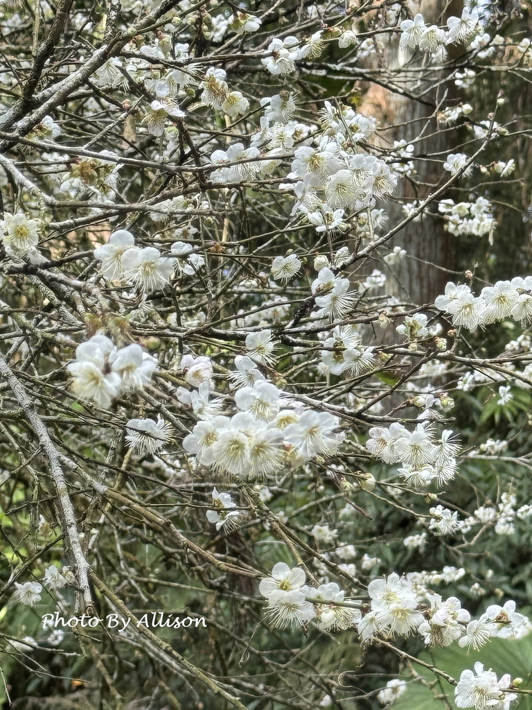 －＞南投信義鄉梅花開了…搶先看；烏松崙石家梅園+牛稠坑咖啡驛