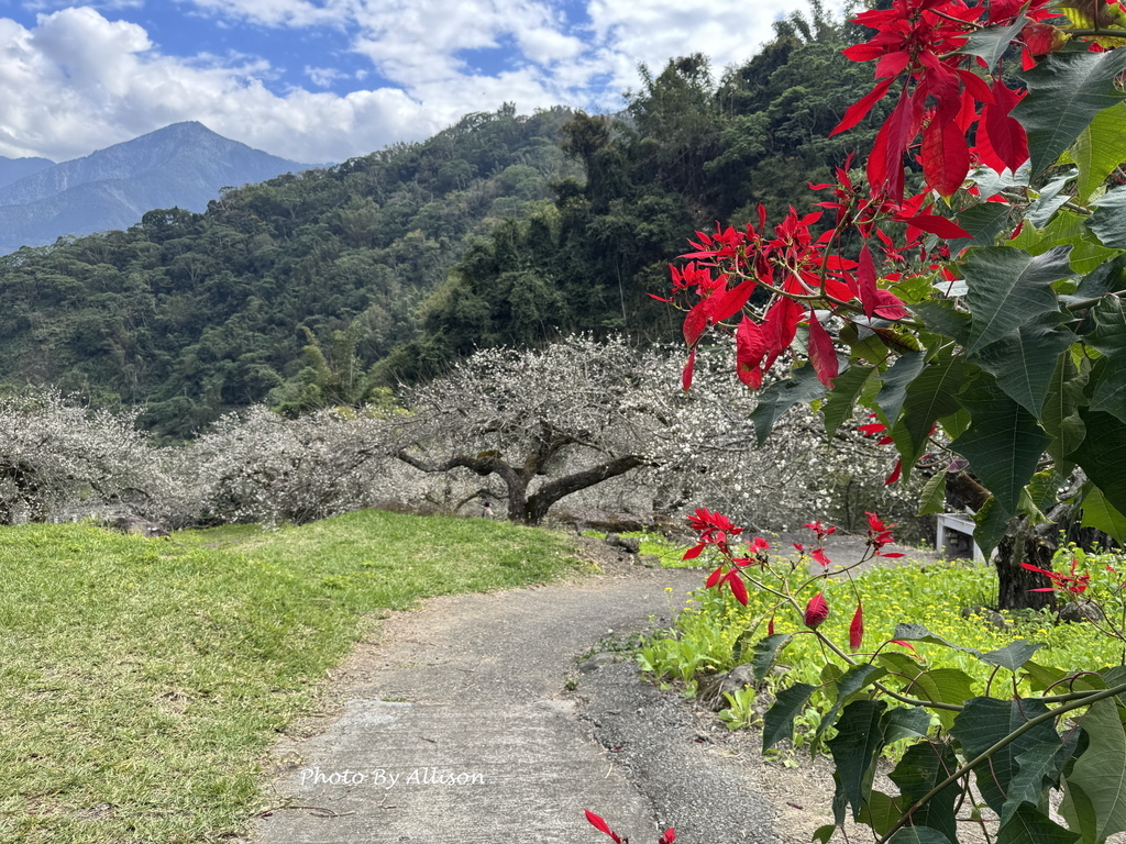 －＞南投信義鄉梅花開了…搶先看；烏松崙石家梅園+牛稠坑咖啡驛
